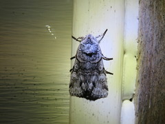 Sympistis chionanthi