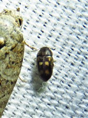 Mycetophagidae
