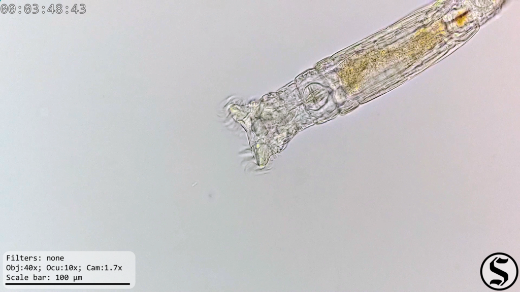 Rotaria citrina