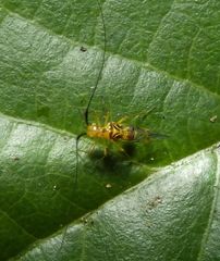 Thyrsophorinae