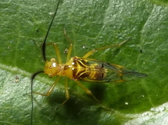 Thyrsophorinae