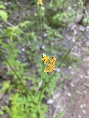 Chrysoecia atrolinea