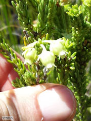 Erica spectabilis