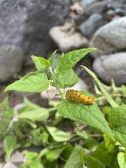 Chrysoecia atrolinea