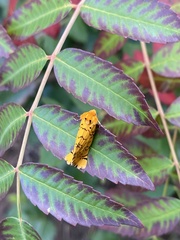 Chrysoecia atrolinea