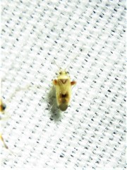 Parthenicus juniperi