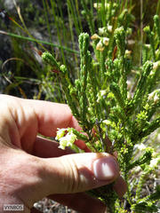Erica spectabilis