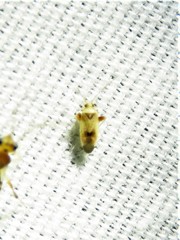 Parthenicus juniperi