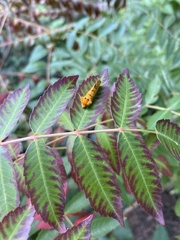 Chrysoecia atrolinea