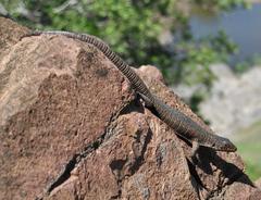 Matobosaurus validus