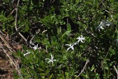 Jasminum stenolobum