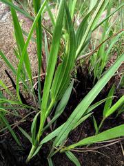 Afroaster serrulatus