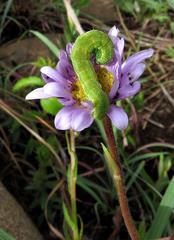 Afroaster serrulatus