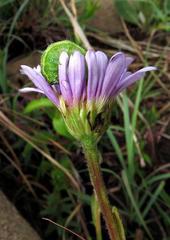 Afroaster serrulatus