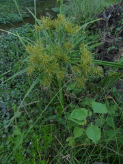 Cyperus pseudothyrsiflorus