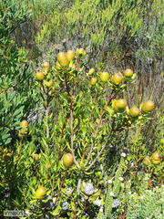 Leucadendron muirii