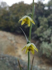 Fritillaria viridea