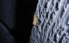 Tingena chloradelpha