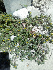 Portulaca oleracea