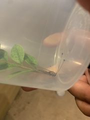 Ululodes macleayanus