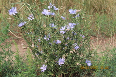 Cichorium intybus