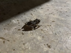 Eleutherodactylus nitidus