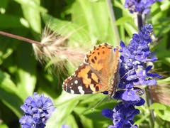 Vanessa cardui