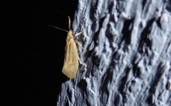 Tingena chloradelpha