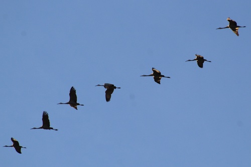 Sandhill Crane photographed in Kentucky