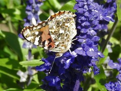 Vanessa cardui