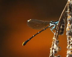 Allocnemis leucosticta