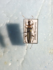 Cephaloon lepturides