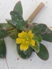 Portulaca oleracea
