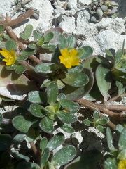 Portulaca oleracea