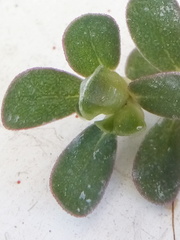 Portulaca oleracea