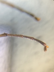 Cephaloon lepturides