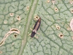 Heliothrips haemorrhoidalis