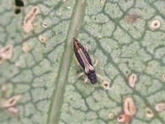 Heliothrips haemorrhoidalis