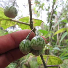 Solanum acerifolium