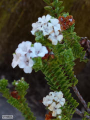 Euchaetis meridionalis