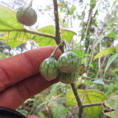 Solanum acerifolium