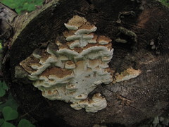 Neoantrodia serialis image