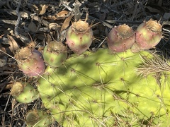Opuntia × occidentalis