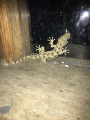 Phyllodactylus reissii