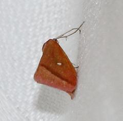 Rhodometra participata