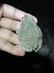 Duttaphrynus stomaticus