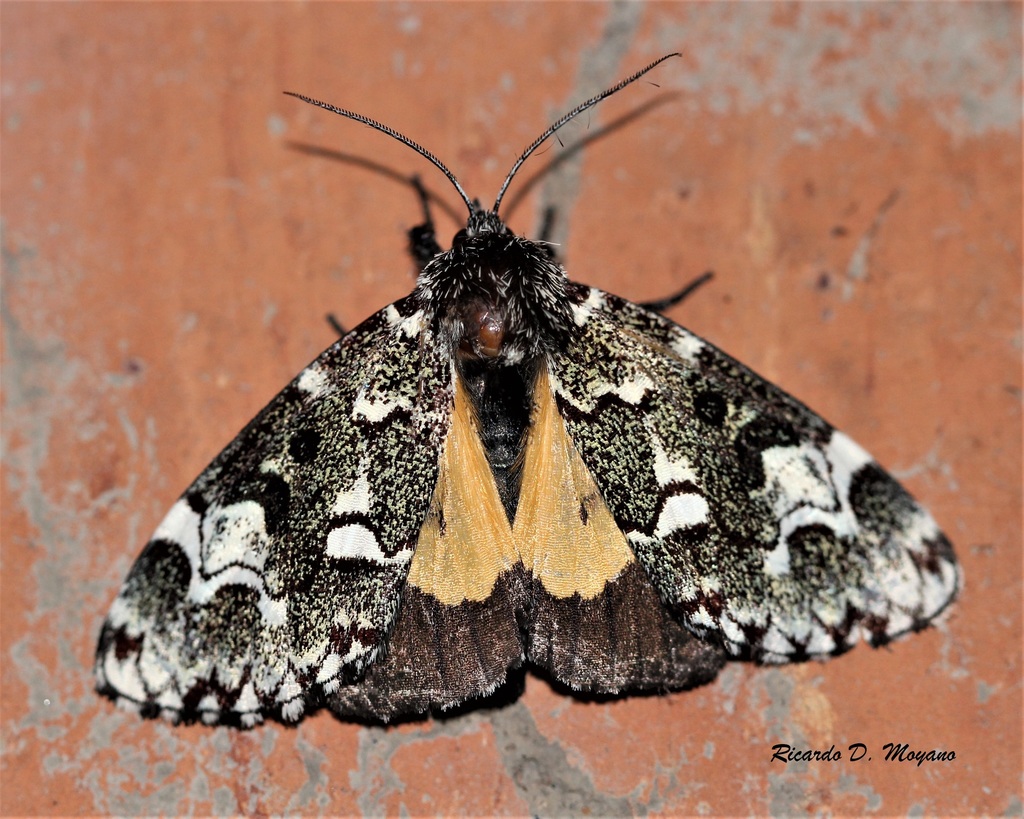 Clemira magnifica