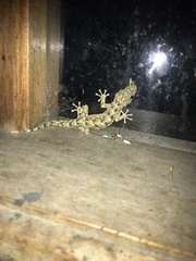 Phyllodactylus reissii