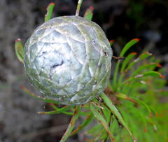 Leucadendron galpinii
