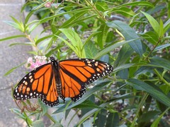 Danaus plexippus